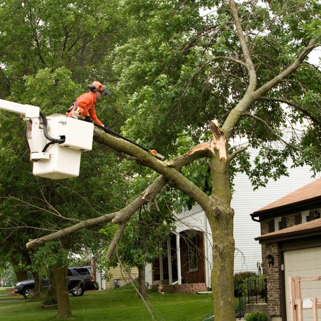Tree Damage — Property Restoration Pros